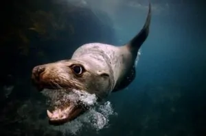 Close de um lobo marinho capturado na Austrália foi a imagem premiada na categoria Vida Selvagem