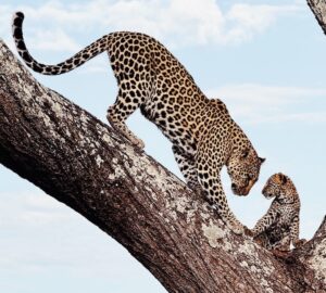 Mãe tigre e seu filho em uma árvore na Tanzânia. A foto foi premiada no concurso iPhone Awards