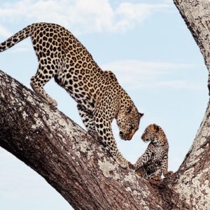 Mãe tigre e seu filho em uma árvore na Tanzânia. A foto foi premiada no concurso iPhone Awards