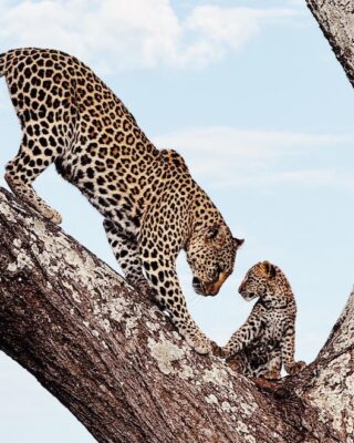 Mãe tigre e seu filho em uma árvore na Tanzânia. A foto foi premiada no concurso iPhone Awards