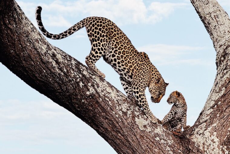 Mãe tigre e seu filho em uma árvore na Tanzânia. A foto foi premiada no concurso iPhone Awards