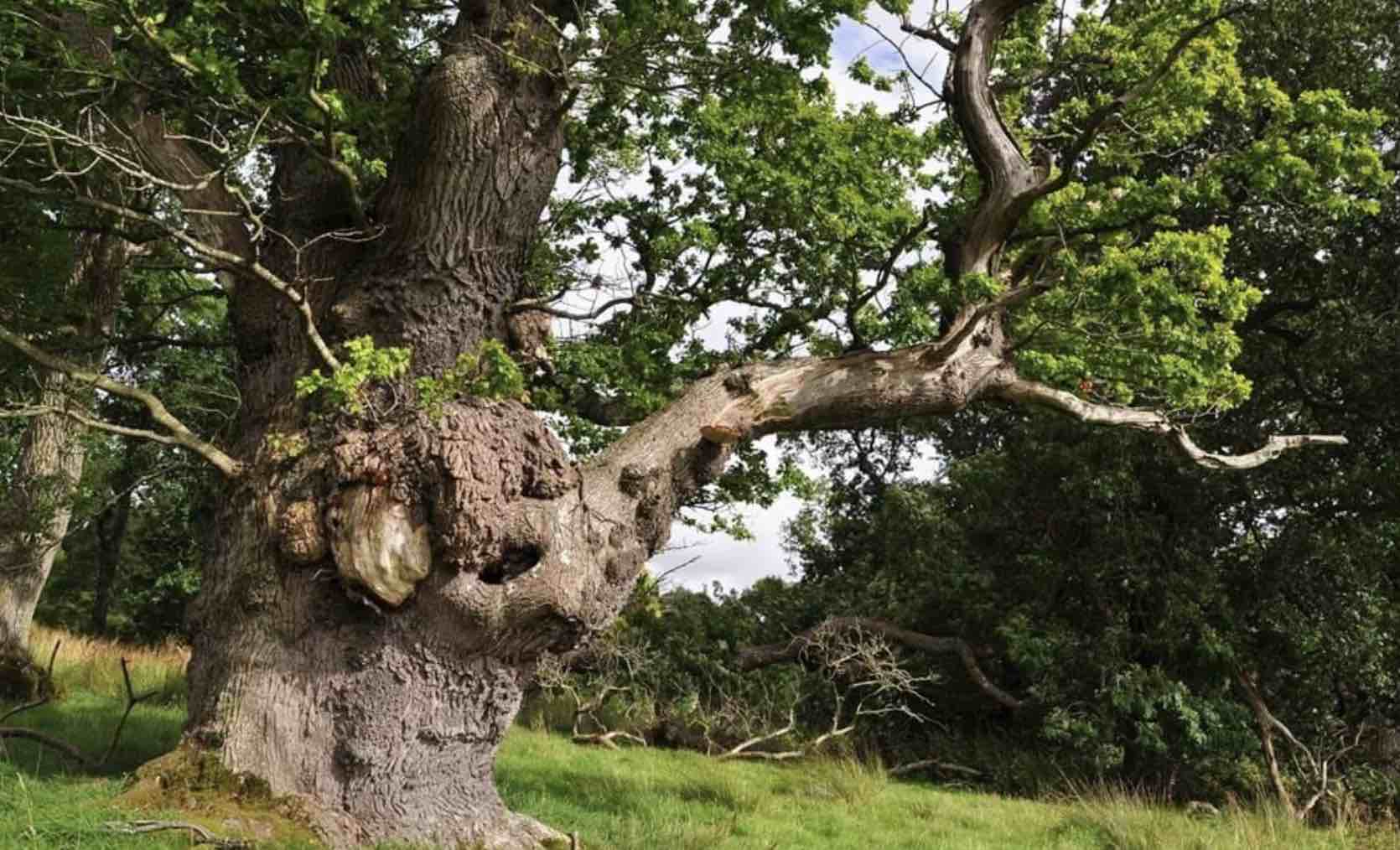 Gregynog Oak finalista do concurso Árvore do Ano no Reino Unido 