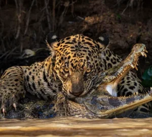 A mordida esmagadora de uma onça-pintada no crânio de um jacaré, no Pantanal brasileiro. A predadora olha fixamente para a câmera do fotógrafo e suas garras parecem abraçar o jacaré. Fotografia finalista do concurso Fotógrafo de Vida Selvagem do ano de 2024, do Museu de História Natural de Londres.