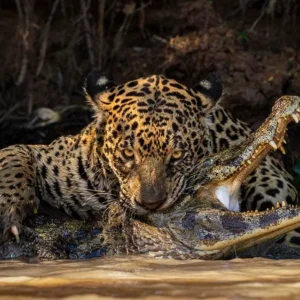 A mordida esmagadora de uma onça-pintada no crânio de um jacaré, no Pantanal brasileiro. A predadora olha fixamente para a câmera do fotógrafo e suas garras parecem abraçar o jacaré. Fotografia finalista do concurso Fotógrafo de Vida Selvagem do ano de 2024, do Museu de História Natural de Londres.