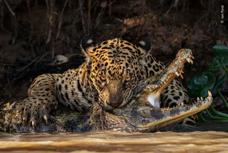 A mordida esmagadora de uma onça-pintada no crânio de um jacaré, no Pantanal brasileiro. A predadora olha fixamente para a câmera do fotógrafo e suas garras parecem abraçar o jacaré. Fotografia finalista do concurso Fotógrafo de Vida Selvagem do ano de 2024, do Museu de História Natural de Londres.