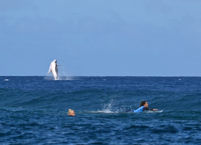 Uma baleia salta enquanto as surfistas femininas esperam as ondas no Taiti