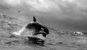 Uma orca salta com sua presa na boca em Bremer Canyon. A foto venceu a categoria Monocromático do prêmio de Fotógrafo de natureza do ano da Austrália