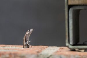 Um lagarto preso em um buraco foi a imagem premiada na categoria Impacto do prêmio Fotógrafo de natureza do Ano da Austrália