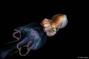 Espécie de polvo pega carona em uma água viva. A foto foi premiada na categoria macro do concurso Fotógrafo do Ano da Australian Geographic
