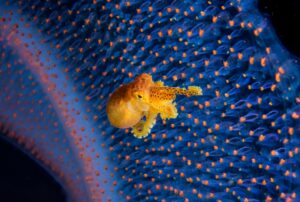 Polvo capturado por um pirossoma nas águas negras das Filipinas. A imagem foi premiada no concurso de fotos dos oceanos