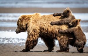 Uma mãe ursa carrega os filhotes durante um passeio em um parque nos EUA. A foto é uma das finalistas do prêmio comédia da vida selvagem