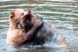 Dois ursos de abraçando em uma lagoa no Alaska. A imagem é uma das finalistas do prêmio de fotos comédia da vida selvagem