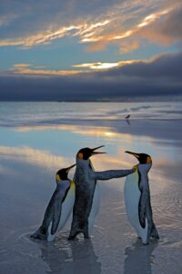 Um pinguim-rei macho aponta a asa para outro enquanto a fêmea se esconde atrás dele em uma praia na Geórgia do Sul. A foto é finalista do comédia da vida selvagem