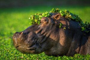 Um hipopótamo com plantas aquáticas na cabeça é uma das imagens finalistas do prêmio de fotos comédia da vida selvagem