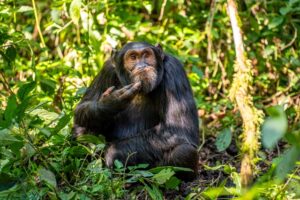 Um chimpanzé parece estar pensando em uma floresta em Uganda. 