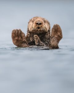 Uma lontra-marinha flutua, relaxada, em um lago na Califórnia. A foto é uma das finalistas do comédia da vida selvagem