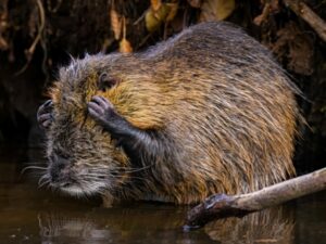 Um ratão-do-banhado se limpando é uma das imagens finalistas do concurso comédia da vida selvagem