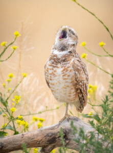 Coruja sobre galho cantando, foto finalista do Nikon Comedy Wildlife Awards 