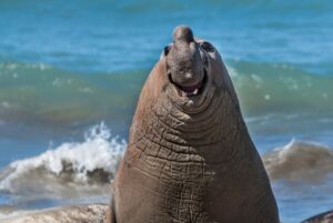 Um elefante-marinho sorridente em uma praia na Argentina é uma das fotos finalistas do prêmio comédia da vida selvagem