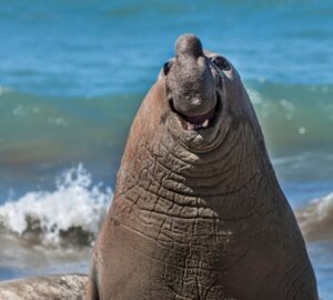 Um elefante-marinho sorridente em uma praia na Argentina é uma das fotos finalistas do prêmio comédia da vida selvagem