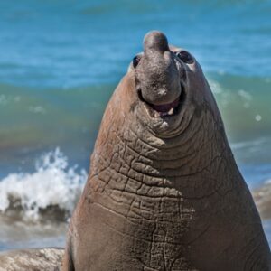 Um elefante-marinho sorridente em uma praia na Argentina é uma das fotos finalistas do prêmio comédia da vida selvagem