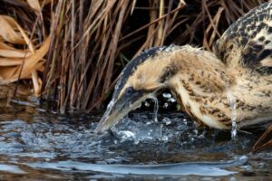 A foto mostra uma espécie de garça pescando em um lago na Alemanha. A imagem foi premiada com o primeiro lugar na categoria Jovens Fotógrafos do prêmio de fotos de aves