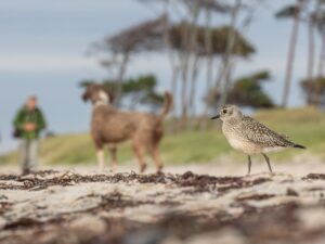 Um tarambola-cinzento e um cachorro em uma praia no Mar Báltico foi a imagem premiada na categoria Jovem Fotógrafo do concurso de fotos de aves