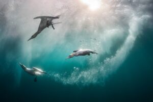 Três gansos-patola mergulhando no oceano em um dia ensolarado em Shetland, Reino Unido foi a imagem vencedora na categoria Pássaros no meio ambiente do prêmio de fotos de pássaros