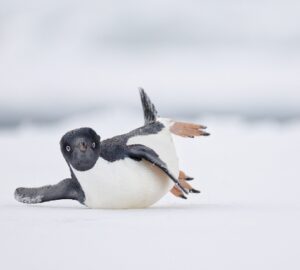 Um pinguim-de-adélia escorregando no gelo na Antártida parece até que está fazendo movimentos de dança. A imagem foi premiada com o primeiro lugar na categoria Pássaro comédia do concurso de fotos de aves