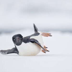 Um pinguim-de-adélia escorregando no gelo na Antártida parece até que está fazendo movimentos de dança. A imagem foi premiada com o primeiro lugar na categoria Pássaro comédia do concurso de fotos de aves