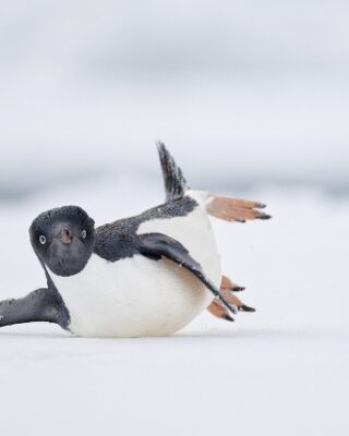 Um pinguim-de-adélia escorregando no gelo na Antártida parece até que está fazendo movimentos de dança. A imagem foi premiada com o primeiro lugar na categoria Pássaro comédia do concurso de fotos de aves