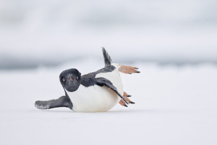 Um pinguim-de-adélia escorregando no gelo na Antártida parece até que está fazendo movimentos de dança. A imagem foi premiada com o primeiro lugar na categoria Pássaro comédia do concurso de fotos de aves