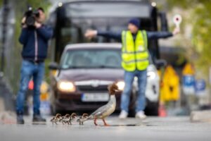 A imagem mostra uma mãe mergulhão cruzando uma estrada com seus filhotes em direção ao rio Vístula, na Polônia. O registro foi premiado no concurso de fotos de aves com o primeiro lugar na categoria pássaros urbanos