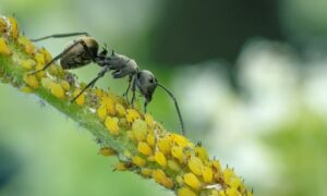 Uma formiga protege os pulgões dos predadores na Índia. A foto de natureza recebeu menção honrosa no concurso Capturing Ecology