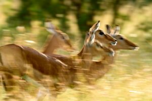 Um rebanho de fêmeas de Impala no Quênia. A foto recebeu menção honrosa no concurso de fotografia de natureza Capturing Ecology