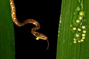 Cobra comendo ovos de sapo na Costa Rica foi uma das imagens que recebeu menção honrosa no concurso de fotos de natureza