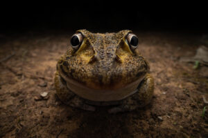 Sapo marrom encara a câmera, imagem finalista de concurso de fotografia da natureza 