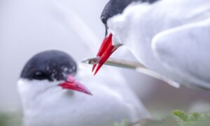 Casal de andorinhas-do-mar. A imagem foi premiada no concurso Capturing Ecology de fotos de natureza