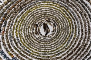 A imagem vencedora do concurso de fotos de pássaros mostra diversas aves mortas após colidirem com janelas em Toronto, arrumadas em círculo