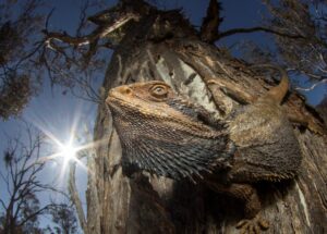 Lagarto conhecido como 'dragão barbudo' tomando sol numa floresta de eucaliptos na Austrália. A imagem venceu o concurso de fotos de natureza Capturing Ecology