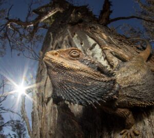 Lagarto conhecido como 'dragão barbudo' tomando sol numa floresta de eucaliptos na Austrália. A imagem venceu o concurso de fotos de natureza Capturing Ecology