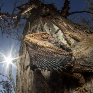 Lagarto conhecido como 'dragão barbudo' tomando sol numa floresta de eucaliptos na Austrália. A imagem venceu o concurso de fotos de natureza Capturing Ecology