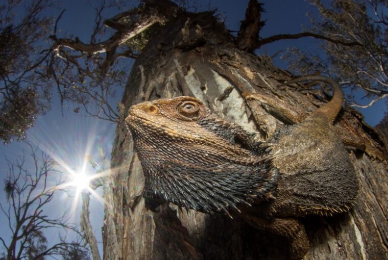 Lagarto conhecido como 'dragão barbudo' tomando sol numa floresta de eucaliptos na Austrália. A imagem venceu o concurso de fotos de natureza Capturing Ecology