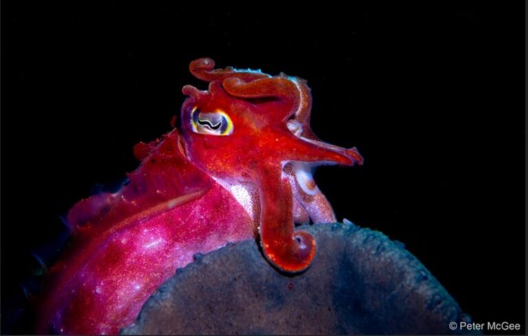 Imagens premiadas revelam o mundo colorido dos moluscos que habitam os mares da Austrália