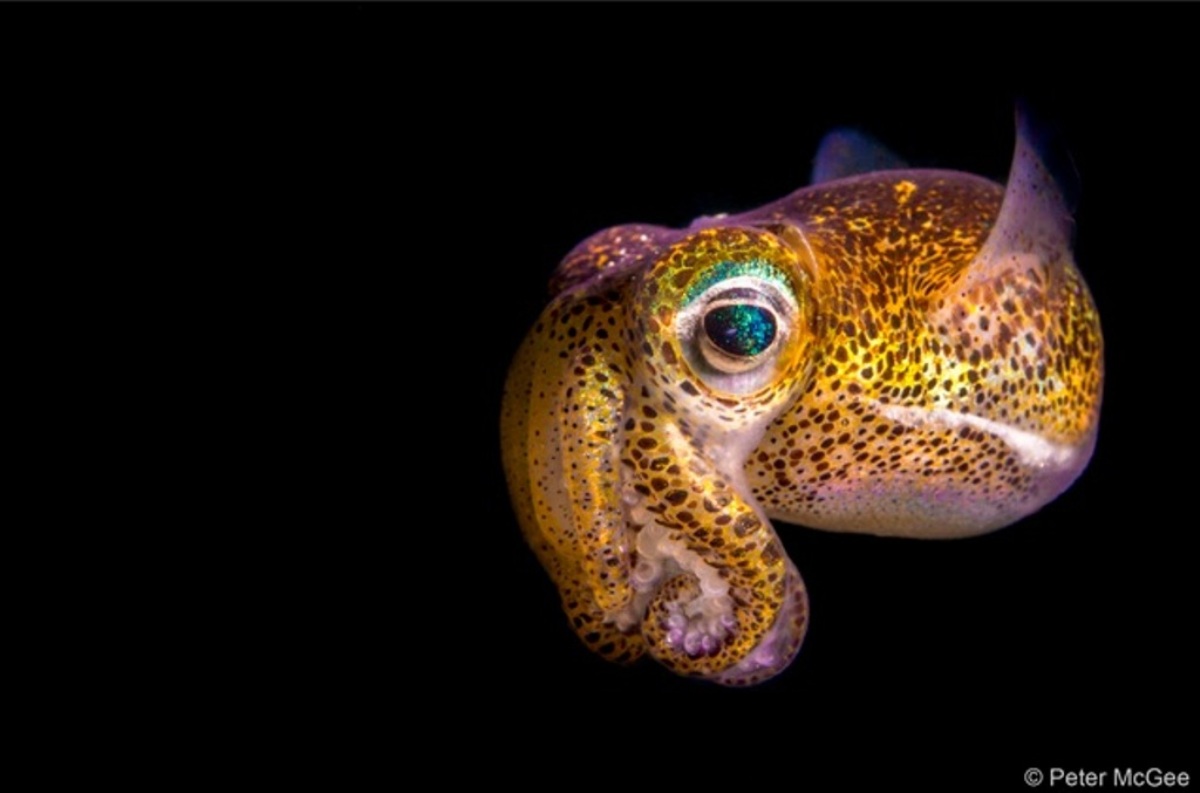 Corais, caranguejos, morcegos e mais: prêmio de fotografia de natureza revela vencedores