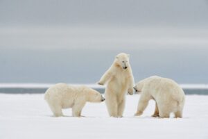 O urso em pé parece um árbitro antes de uma luta. A foto feita no Alasca é finalista do prêmio comédia da vida selvagem