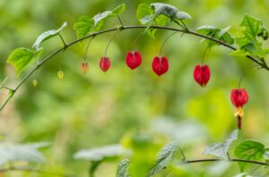 Arbusto florido com flores vermelhas que parecem lanternas. A imagem foi vice-campeã no concurso de fotos de natureza da Sociedade Ecológica Britânica