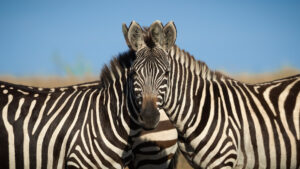 Duas zebras na Índia em imagem causando ilusão de ótica, finalista de concurso de fotografia 