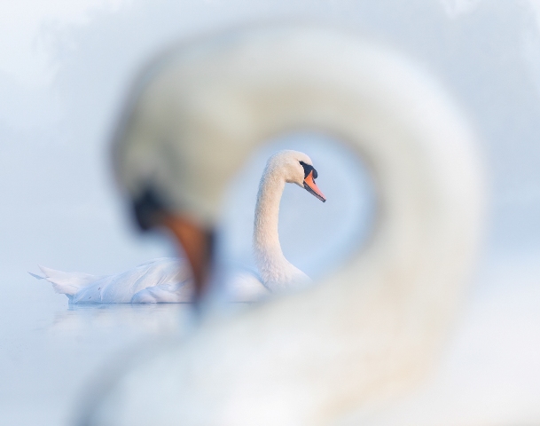 O fotógrafo enquadrou um cisne utilizando a curva do pescoço de outro cisne como moldura. A foto ficou com o segundo lugar da categoria Retratos do prêmio de fotos de pássaros