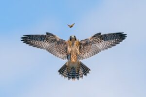 Um filhote de falcão peregrino brinca com uma borboleta em plano voo. A imagem capturada na Califórnia foi premiada com o segundo lugar na categoria Comportamento do prêmio de fotos de pássaros